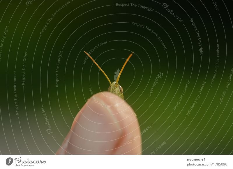 Daumensprung Tier Wildtier Heuschrecke 1 entdecken hocken krabbeln sitzen Coolness frech Gelassenheit ruhig Überraschung nagel Fingernagel Fühler naseweiss