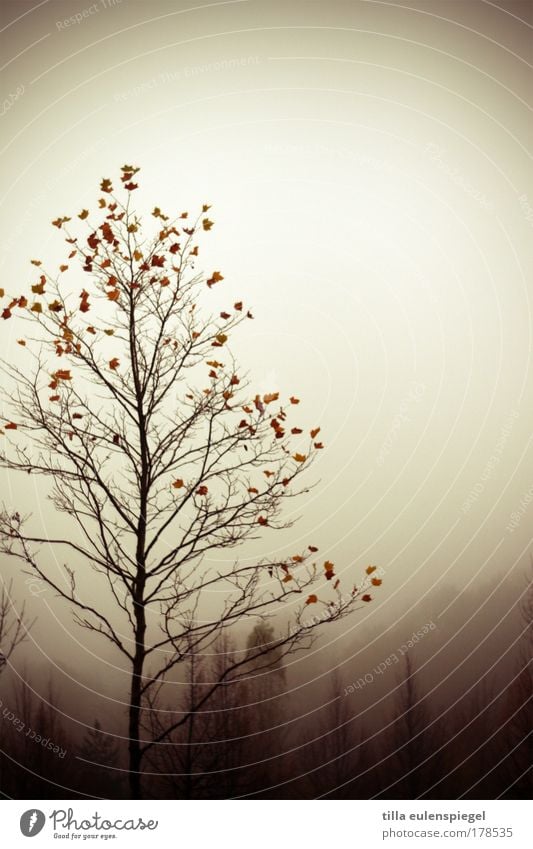 autumn leave Farbfoto Gedeckte Farben Außenaufnahme Experiment Textfreiraum rechts Textfreiraum oben Tag Silhouette Natur Herbst schlechtes Wetter Baum Wald