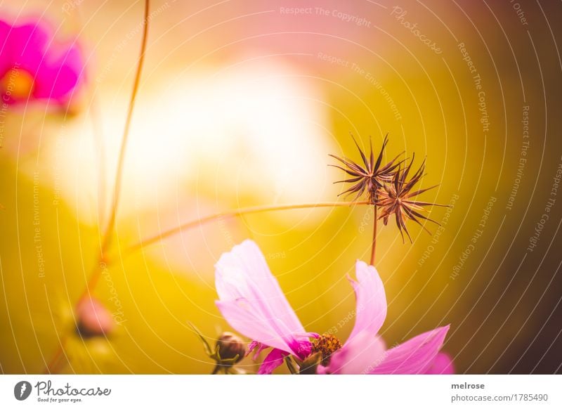 QUER-ulanten elegant Stil Umwelt Natur Sommer Schönes Wetter Pflanze Blume Gras Sträucher Blüte Wildpflanze Sternblumen Blütenstiel Blütenblatt Wiese Farbfleck