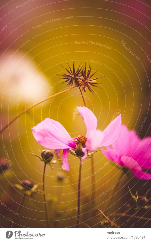 ineinander verstrickt elegant Stil Natur Pflanze Sommer Schönes Wetter Blume Gras Sträucher Blüte Wildpflanze Blütenblatt Blütenknospen Sommerblumen