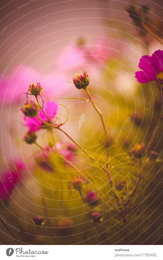 pinkisch heute elegant Stil Natur Pflanze Sommer Schönes Wetter Blume Sträucher Wildpflanze Pflanzenteile Blütenknospen Blütenstiel Blumenwiese Garten Wiese