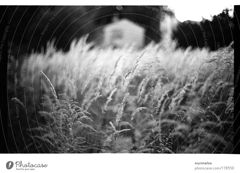 analoges Biotop Schwarzweißfoto Dämmerung Garten Kunst Natur Landschaft Pflanze Tier Sommer Gras Wildpflanze Park Wiese Dorf Menschenleer Fassade Blick