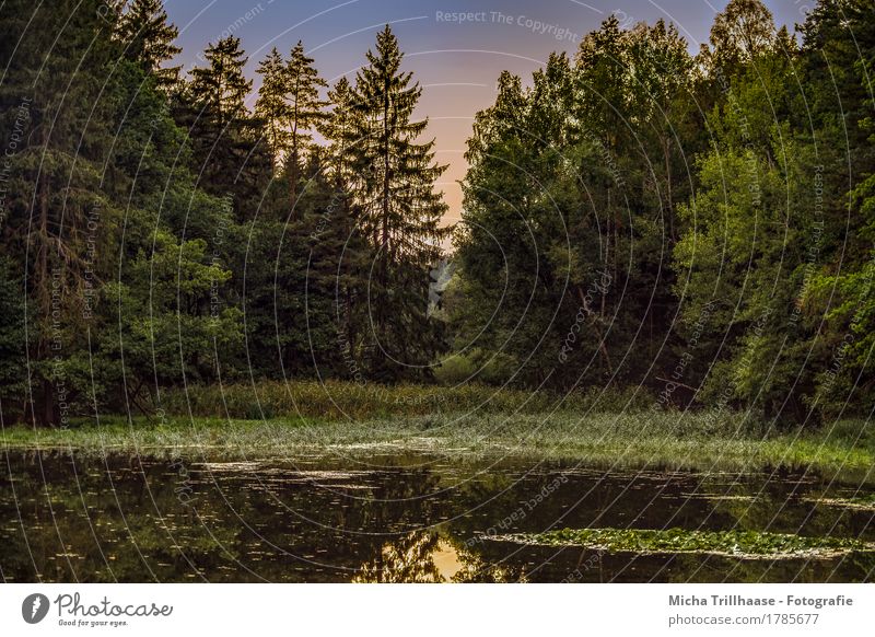 Waldsee Angeln wandern Umwelt Natur Landschaft Pflanze Wasser Himmel Sonnenlicht Schönes Wetter Baum Sträucher Wildpflanze Seeufer Erholung leuchten nass