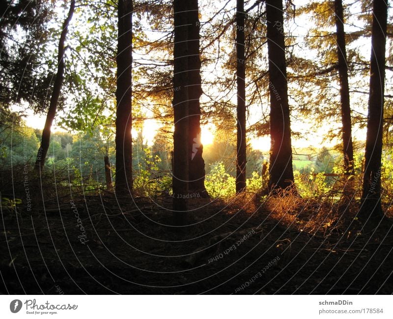 Wald-Licht-Ung Farbfoto Außenaufnahme Menschenleer Textfreiraum unten Abend Dämmerung Schatten Kontrast Sonnenlicht Sonnenstrahlen Sonnenaufgang Sonnenuntergang