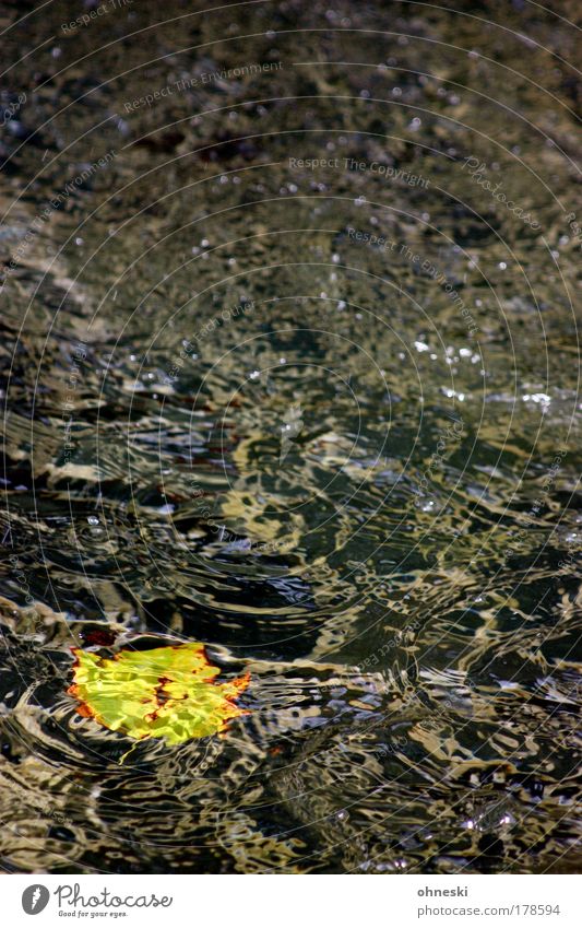 Vergänglichkeit Farbfoto Textfreiraum links Textfreiraum rechts Textfreiraum oben Textfreiraum Mitte Umwelt Natur Wasser Wassertropfen Herbst Blatt Ahorn Wellen