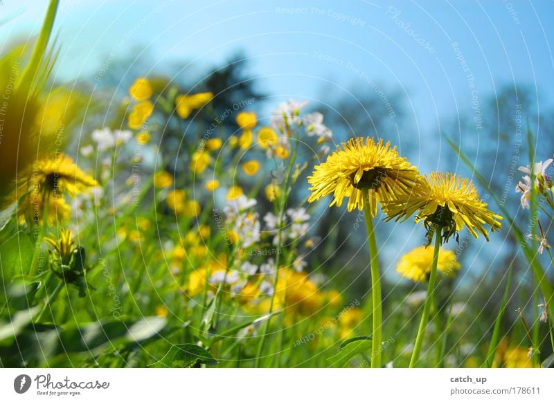 feel it Farbfoto mehrfarbig Außenaufnahme Nahaufnahme Menschenleer Tag Licht Sonnenlicht Schwache Tiefenschärfe Froschperspektive Natur Pflanze Sommer