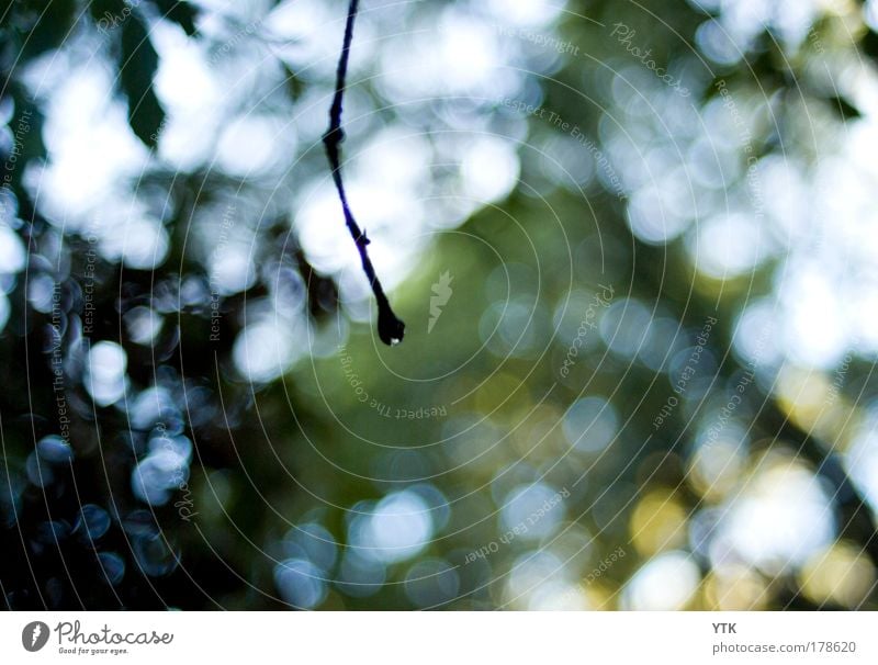 The last remaining Raindrop. Farbfoto Gedeckte Farben Außenaufnahme Detailaufnahme abstrakt Muster Strukturen & Formen Menschenleer Textfreiraum rechts