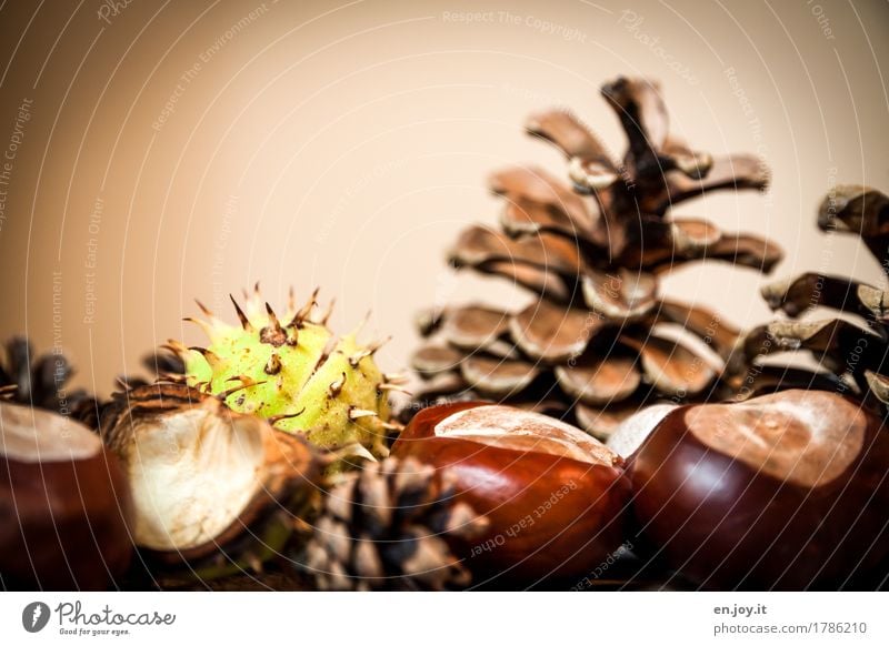 Samenspender Erntedankfest Natur Herbst Kastanie Zapfen Stachel braun Wachstum Farbfoto Gedeckte Farben Innenaufnahme Studioaufnahme Nahaufnahme Detailaufnahme