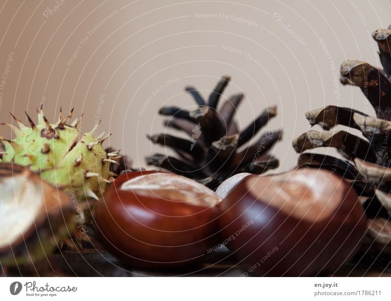 herbstlich Basteln Natur Pflanze Herbst Samen Kastanienbaum Zapfen Baumfrucht braun Beginn Leben nachhaltig Überleben Wachstum Stachel Farbfoto Gedeckte Farben