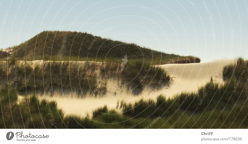 Inseln im Sand Ferien & Urlaub & Reisen Natur Landschaft Wolkenloser Himmel Schönes Wetter Wärme Dürre Gras Sträucher Wildpflanze Dünengras Wiese Hügel Strand