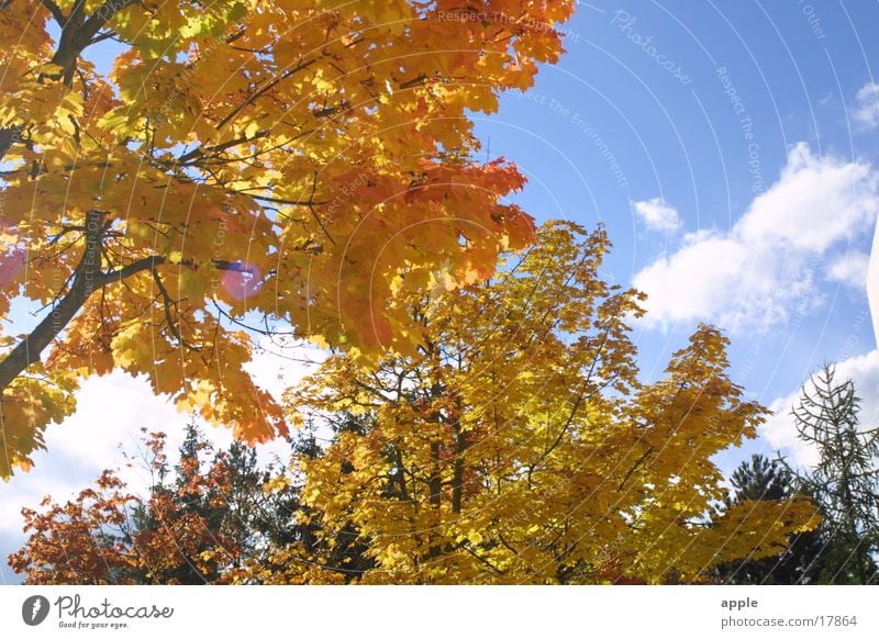 Durchsicht Herbst Baum Sonne Himmel