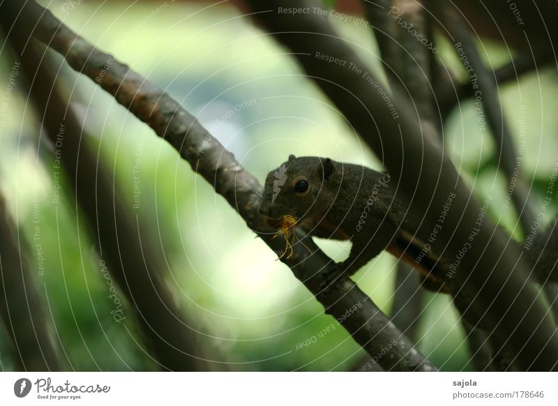 erwischt Umwelt Natur Tier Pflanze Baum Zweige u. Äste Wildtier Eichhörnchen 1 niedlich braun grün Klettern Fressen fangen Blick beobachten Botanischer Garten