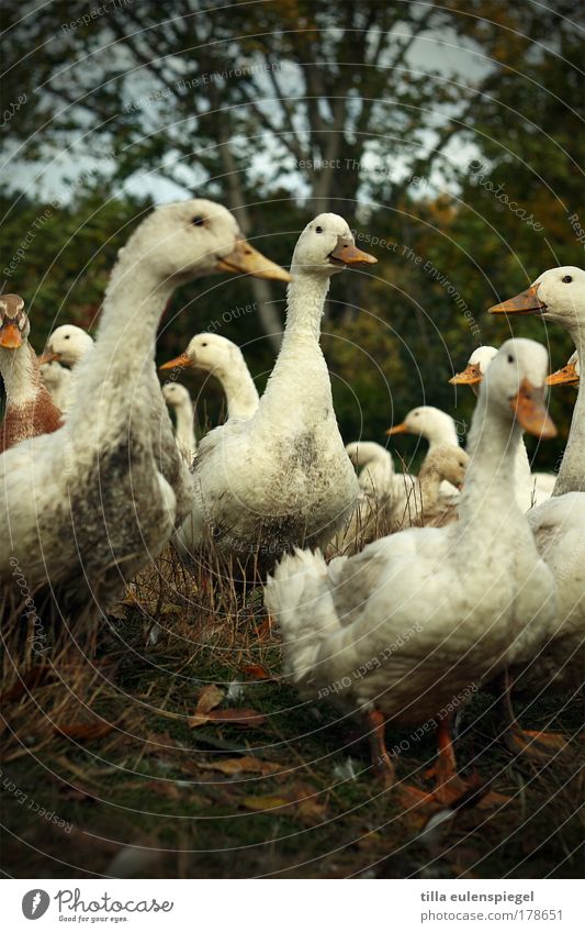 nicht mehr lang bis weihnachten... Farbfoto Außenaufnahme Menschenleer Textfreiraum unten Tag Tierporträt Blick in die Kamera Festessen Natur Nutztier Ente