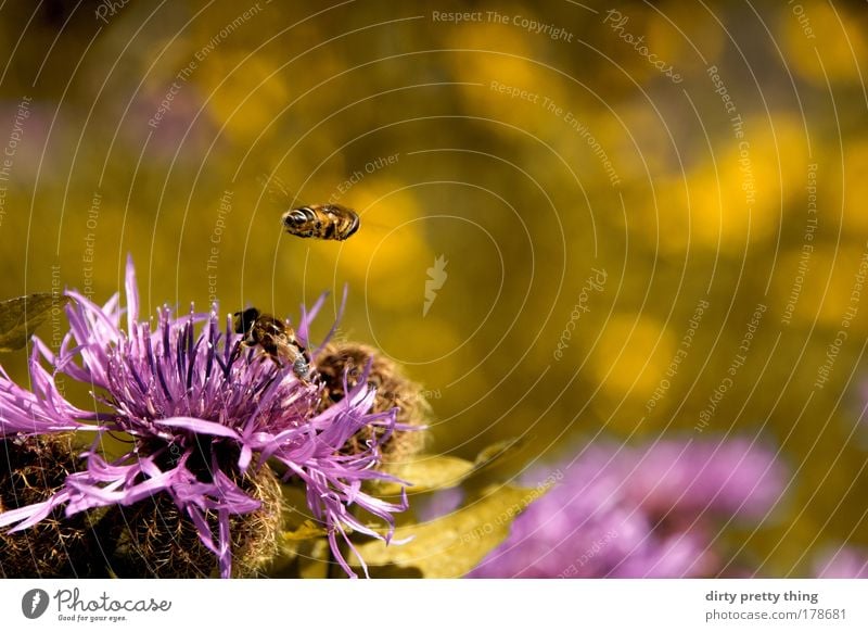 Bienchen und Blümchen Farbfoto Außenaufnahme Menschenleer Textfreiraum rechts Textfreiraum oben Textfreiraum unten Hintergrund neutral Tag Licht