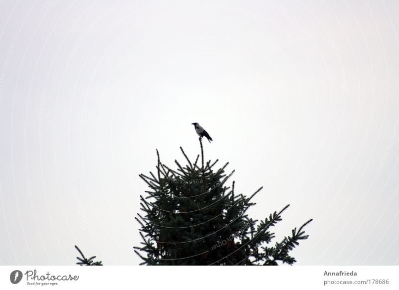 Spitzenposition Gedeckte Farben Außenaufnahme Textfreiraum links Textfreiraum rechts Textfreiraum oben Hintergrund neutral Pflanze Tier Wolkenloser Himmel Baum