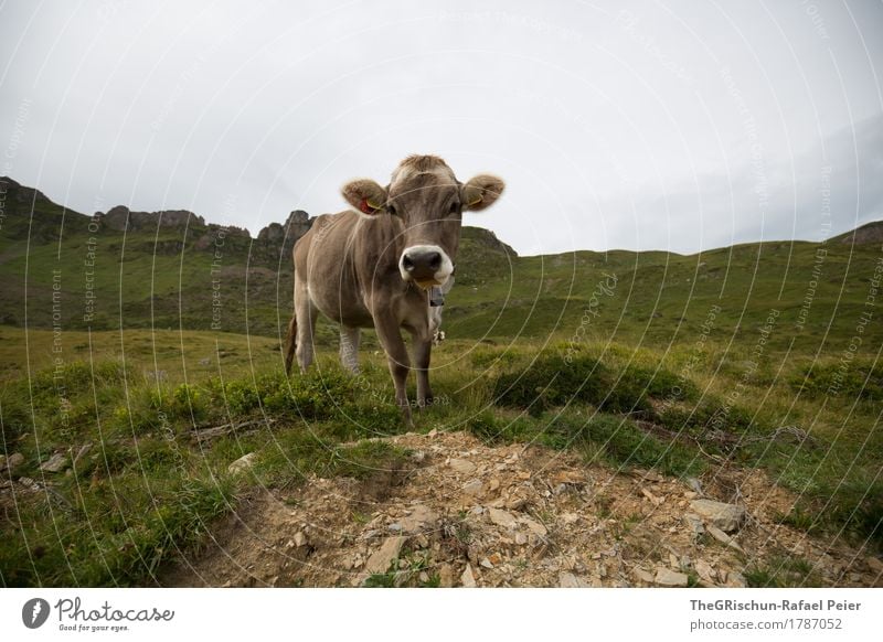 Kuh Tier Nutztier 1 braun grau grün schwarz weiß Lebewesen Fell Ohr Gras Berge u. Gebirge Milch Außenaufnahme Fressen Weide Schweiz Farbfoto Textfreiraum links