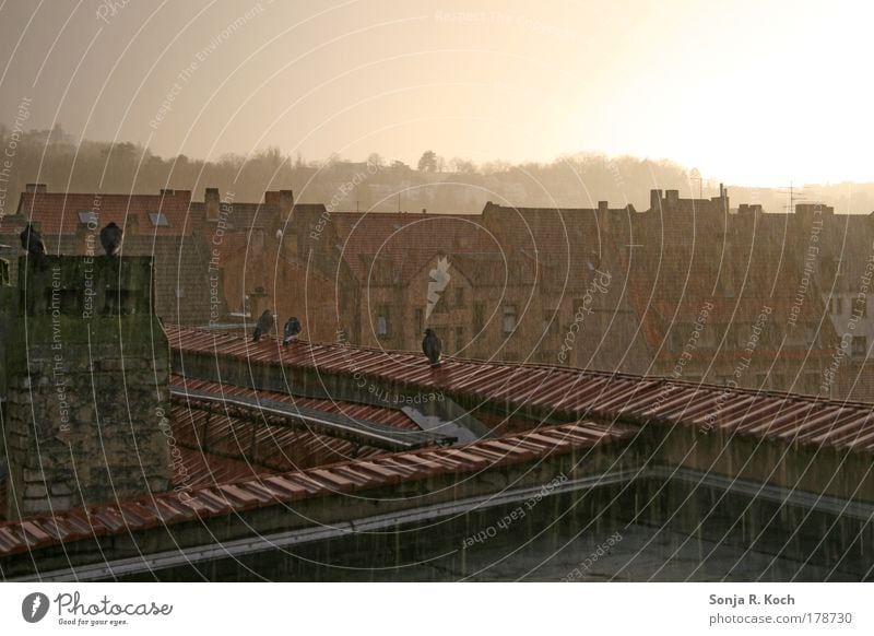 Sommerregen Farbfoto Außenaufnahme Textfreiraum rechts Textfreiraum unten Abend Gegenlicht Zentralperspektive Weitwinkel Wetter schlechtes Wetter Unwetter Regen