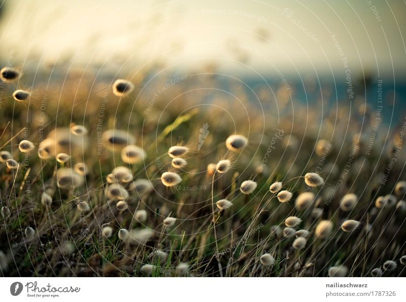 Strandpflanzen Sommer Umwelt Natur Landschaft Pflanze Sand Sonnenaufgang Sonnenuntergang Sonnenlicht Schönes Wetter Gras Wildpflanze Wollgräser Eriophorum Küste