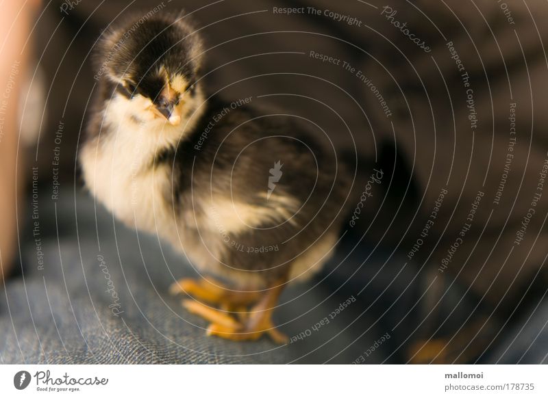 I put put my jeans on Haustier Vogel Tierjunges berühren hocken krabbeln sitzen frech kuschlig niedlich weich blau schwarz Zufriedenheit Mut Sicherheit Schutz