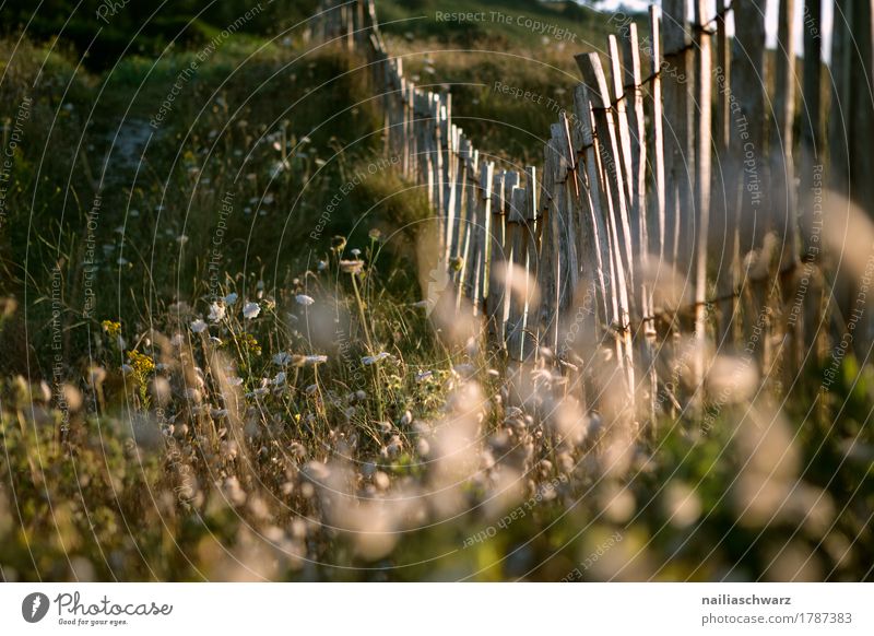 Sonnenuntergang am Strand in der Bretagne Meer Umwelt Natur Landschaft Pflanze Sonnenaufgang Sonnenlicht Schönes Wetter Gras Sträucher Wildpflanze Fröhlichkeit