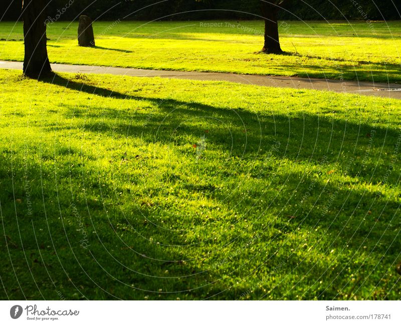 abends im park ... Farbfoto mehrfarbig Außenaufnahme Detailaufnahme Textfreiraum unten Abend Dämmerung Licht Schatten Kontrast Sonnenaufgang Sonnenuntergang