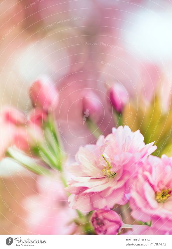 Kirschblüten Umwelt Natur Pflanze Frühling Schönes Wetter Blume Blüte Nutzpflanze Kirsche Ast Garten Park Wiese Blühend Duft springen Wachstum frisch natürlich