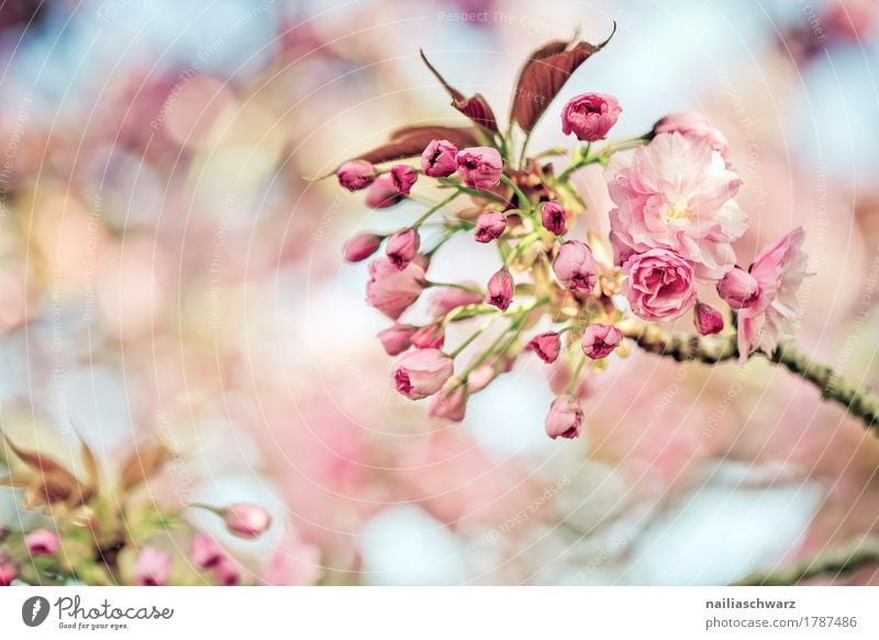 Kirschblüten im Frühling Umwelt Natur Pflanze Schönes Wetter Baum Blatt Blüte Nutzpflanze Kirsche Kirschbaum Obstbaum Ast Zweig Garten Park Blühend Duft