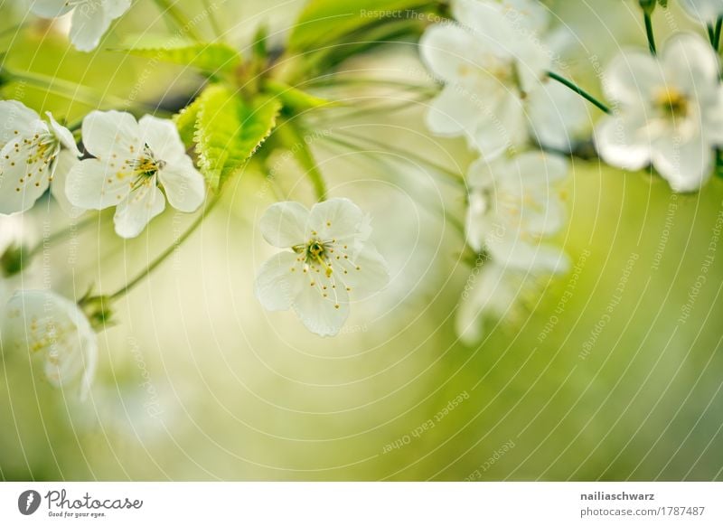 Kirschbaum im Frühling Umwelt Natur Pflanze Baum Blume Blüte Nutzpflanze Kirschblüten Zweige u. Äste Garten Park Blühend Duft springen Wachstum frisch natürlich