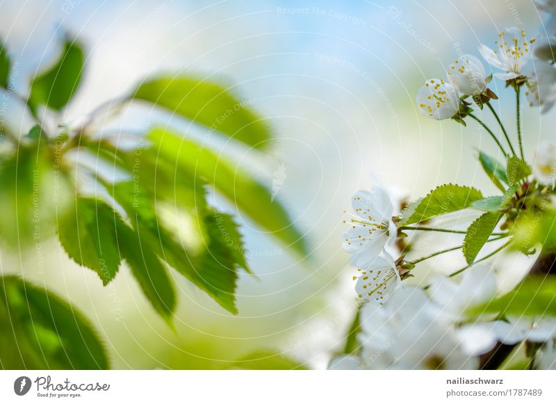 Kirschblüten Natur Himmel Frühling Schönes Wetter Pflanze Baum Blume Blatt Blüte Grünpflanze Nutzpflanze Ast Park Blühend Duft springen nah natürlich positiv