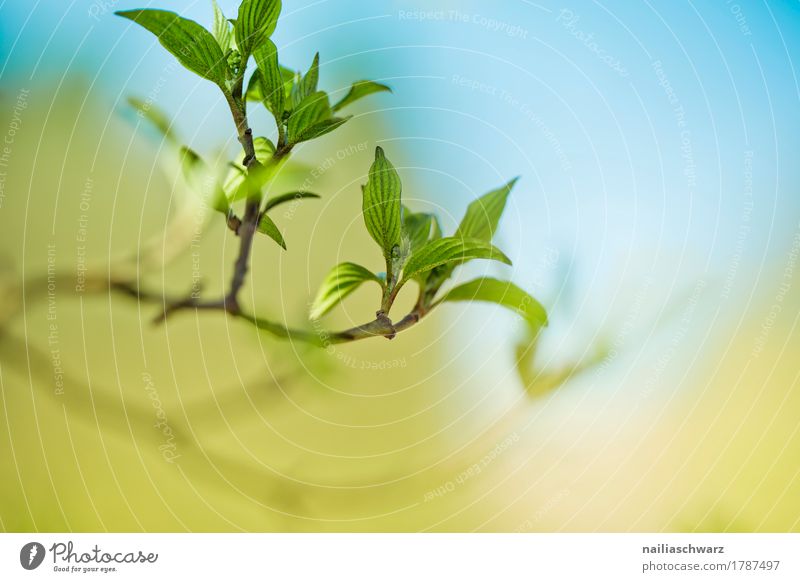 Frühling Leben Umwelt Natur Pflanze Schönes Wetter Baum Blatt Grünpflanze Nutzpflanze Wildpflanze Ast Garten Park Blühend Duft Wachstum frisch nah natürlich