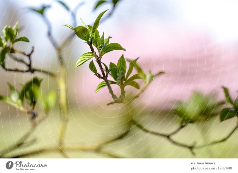 Frühling Leben Umwelt Natur Pflanze Baum Blatt Grünpflanze Ast Zweige u. Äste Garten Park springen Wachstum Duft Fröhlichkeit natürlich schön blau grün rosa