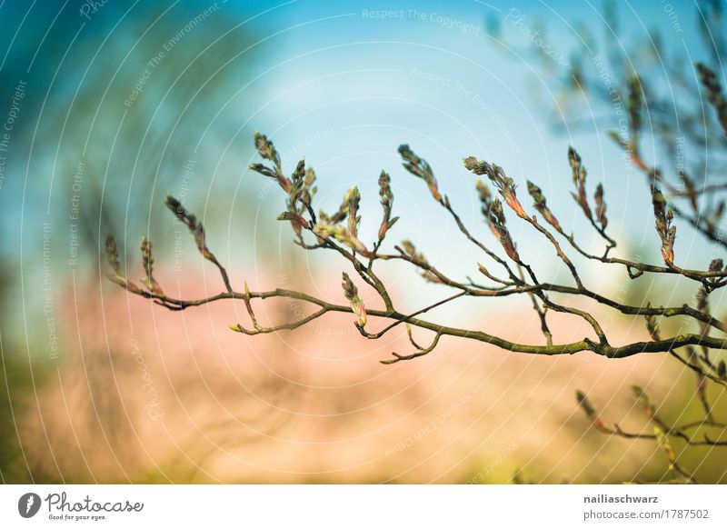 Frühling Leben Umwelt Natur Pflanze Himmel Schönes Wetter Baum Blatt Blüte Grünpflanze Ast Park Blühend Duft Wachstum natürlich schön blau rosa Frühlingsgefühle