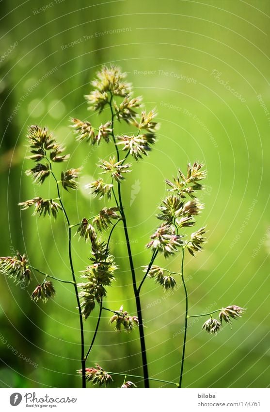 green green grass Farbfoto Außenaufnahme Muster Strukturen & Formen Menschenleer Textfreiraum rechts Textfreiraum oben Tag Licht Sonnenlicht