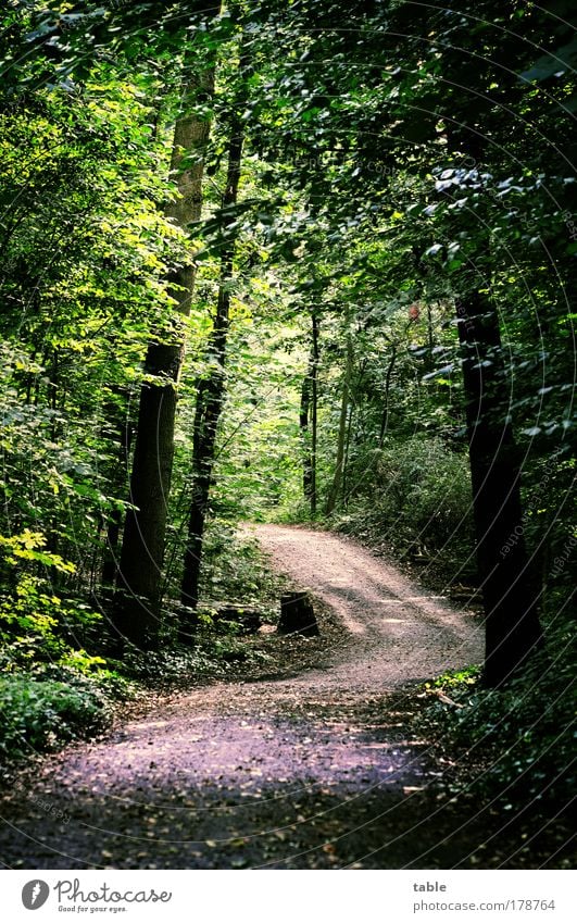 weg Farbfoto Menschenleer Sonnenlicht Ausflug Landwirtschaft Forstwirtschaft Umwelt Pflanze Tier Baum Wald Wege & Pfade Waldweg dunkel natürlich Gefühle Neugier