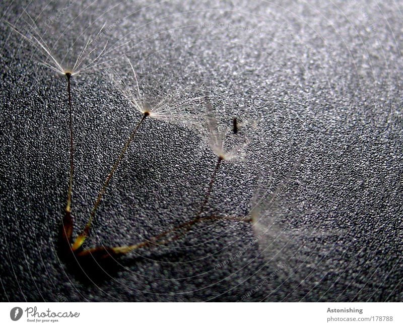 Vierlinge Farbfoto Makroaufnahme Menschenleer Licht Schatten Kontrast Sonnenlicht Herbst Pflanze dünn klein braun schwarz weiß Samen Löwenzahn Fortpflanzung