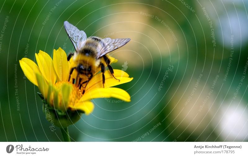 Nur noch ein winziger Flügelschlag... Farbfoto Außenaufnahme Nahaufnahme Tag Sonnenlicht Tierporträt Natur Landschaft Frühling Sommer Schönes Wetter Pflanze