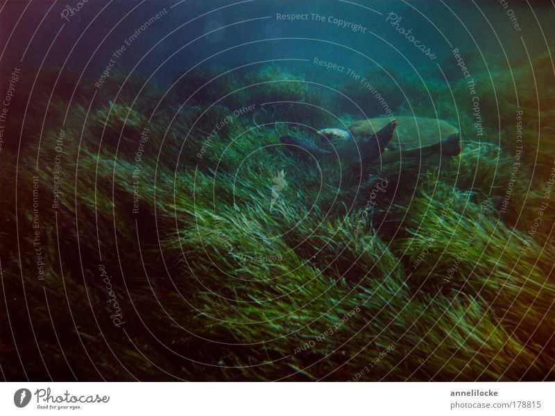green turtle Seegras Meer Mittelmeer Schildkröte 1 Tier dunkel blau grün Grüne Meeresschildkörte tauchen Farbfoto Unterwasseraufnahme Totale Ein Tier