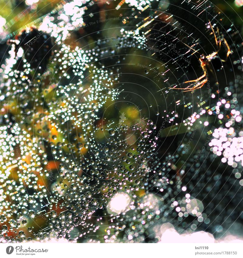 Spinnennetz mit Tautropfen Natur Luft Wasser Wassertropfen Sonne Sonnenlicht Herbst Garten Park Wiese Feld nass natürlich mehrfarbig gelb rot schwarz weiß