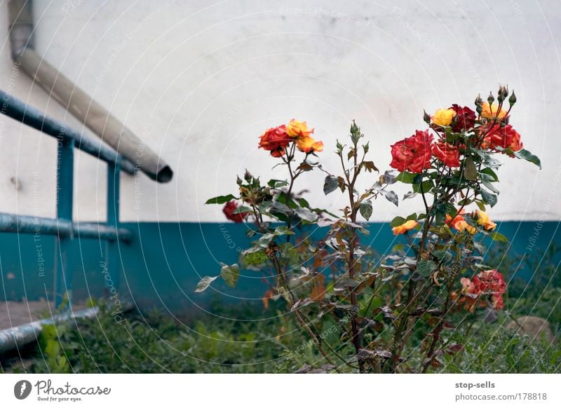 Blumen gießen Farbfoto Textfreiraum oben Zentralperspektive Natur Pflanze Rose Blüte Grünpflanze Wildpflanze Garten Stadtrand Mauer Wand Dachrinne blau rot