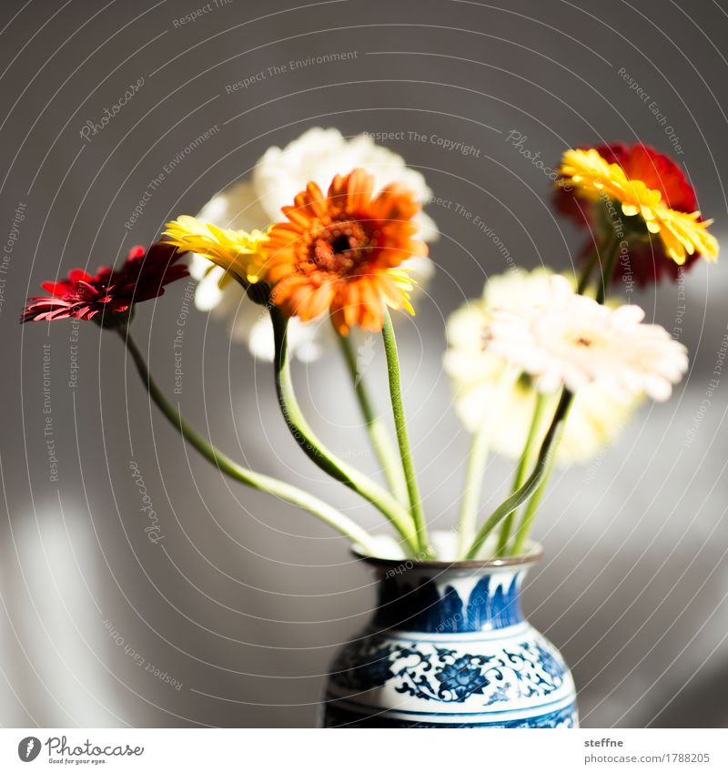 Gerberas Blume schön Blumenvase Blumenstrauß Floristik Geburtstag Wachsamkeit Farbfoto Innenaufnahme Textfreiraum links Textfreiraum oben Schwache Tiefenschärfe