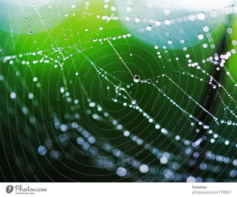 Tropfenparadies Wald Farbfoto mehrfarbig Außenaufnahme Nahaufnahme Detailaufnahme Makroaufnahme Menschenleer Morgen Tag Licht Unschärfe Umwelt Natur Landschaft