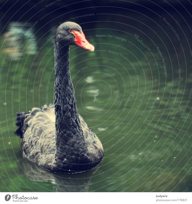 Ein trauriger Schwan Farbfoto Gedeckte Farben Außenaufnahme Menschenleer Textfreiraum rechts Abend Tierporträt elegant exotisch schön Umwelt Natur Sommer Herbst