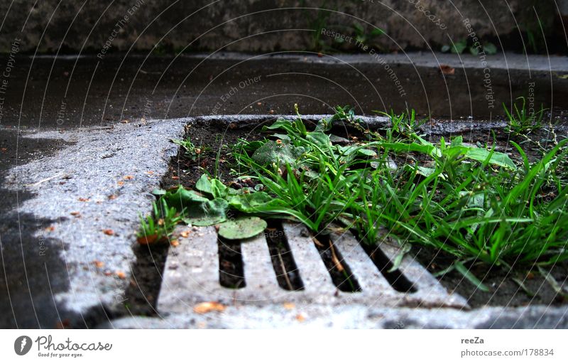 defiance of nature. Farbfoto Außenaufnahme Tag Zentralperspektive Umwelt Natur Erde Pflanze Gras Park Blühend entdecken Wachstum ästhetisch frei Unendlichkeit