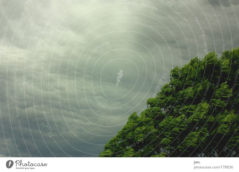 Sturm Farbfoto Außenaufnahme Menschenleer Textfreiraum links Tag Vorderansicht Umwelt Natur Landschaft Pflanze Urelemente Luft Himmel Wolken Gewitterwolken