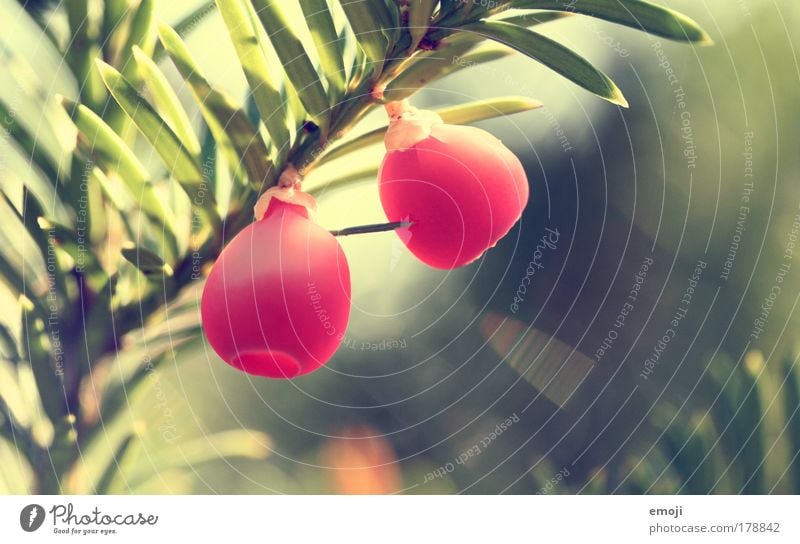 kling klang Farbfoto mehrfarbig Außenaufnahme Nahaufnahme Detailaufnahme Makroaufnahme Morgen Abend Licht Schwache Tiefenschärfe Natur Pflanze Frühling Sommer