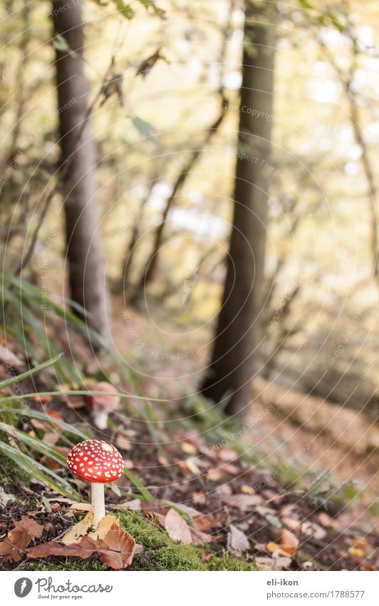 Herbstwald mit Fliegenpilz Natur Pflanze Wald wandern frisch hell natürlich saftig braun gelb gold grün rot Warmherzigkeit Glück Farbfoto Außenaufnahme