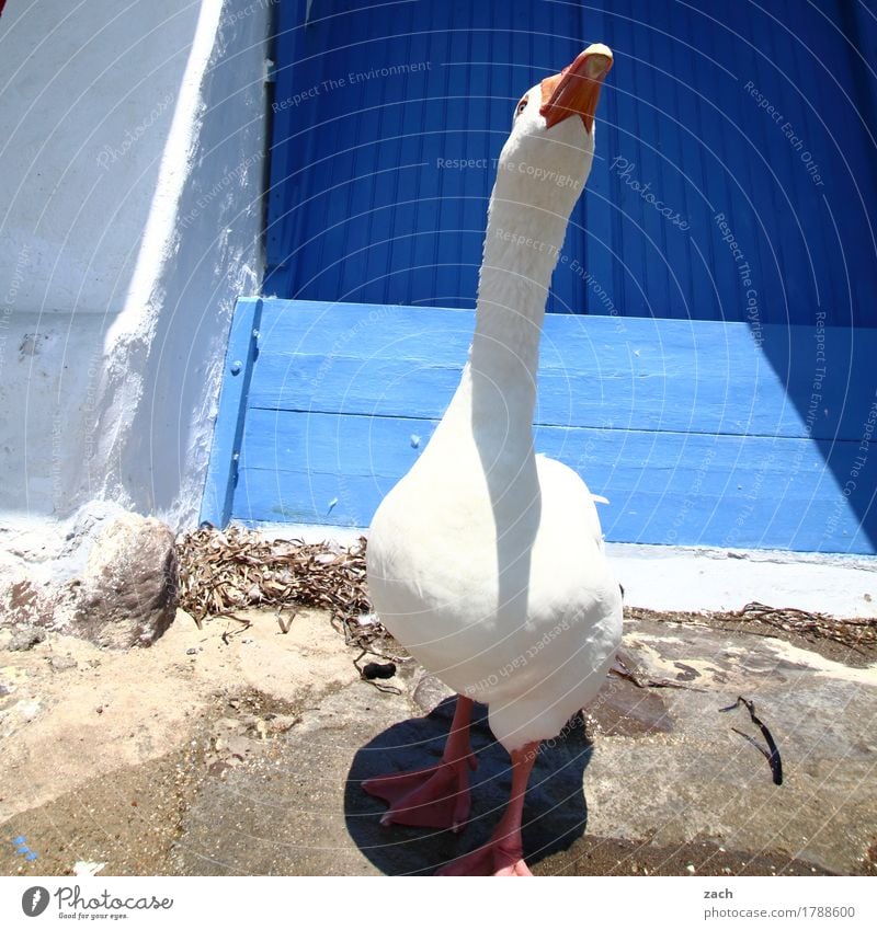 Gans schön hochnäsig Geflügel Haus Mauer Wand Fassade Tier Nutztier Vogel 1 füttern frech niedlich wild blau weiß Hochmut Farbfoto Außenaufnahme Menschenleer