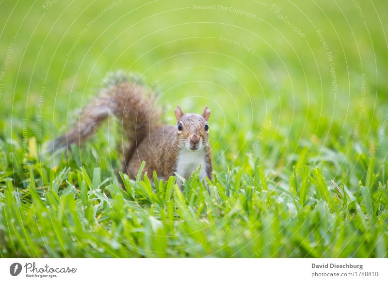 Schnupperkurs Natur Frühling Sommer Herbst Schönes Wetter Pflanze Gras Wiese Tier Wildtier 1 braun grün orange rot Eichhörnchen Geruch Neugier Farbfoto