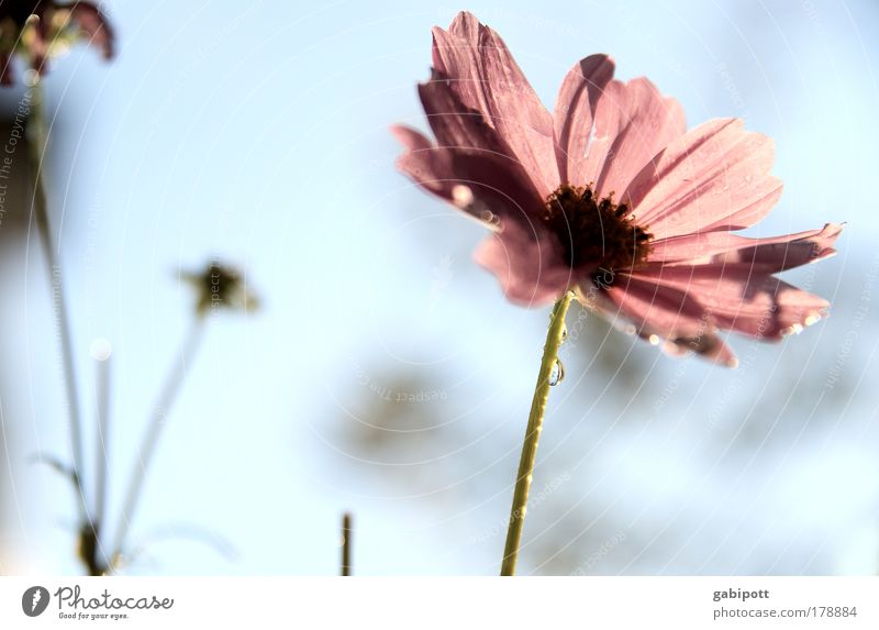 Pastell Farbfoto Gedeckte Farben Außenaufnahme Nahaufnahme Menschenleer Tag Gegenlicht Schwache Tiefenschärfe Froschperspektive Umwelt Natur Landschaft Pflanze