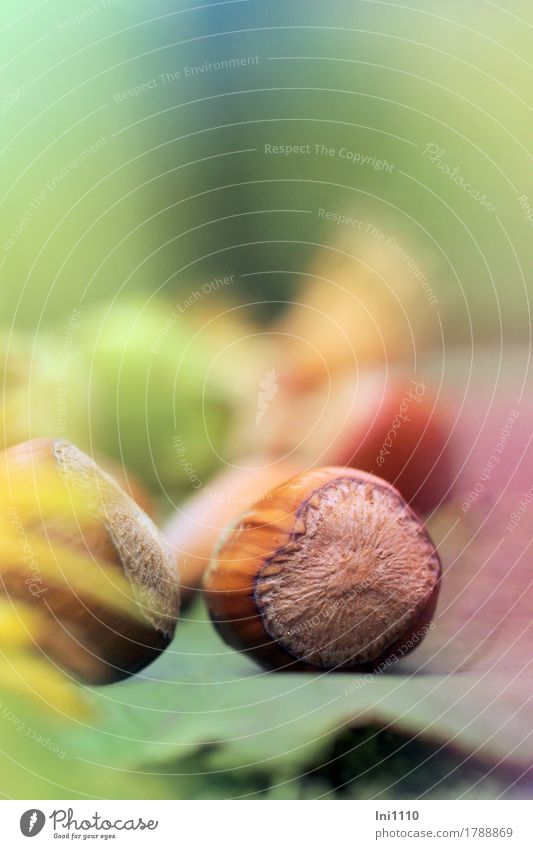 Haselnüsse Natur Pflanze Herbst Schönes Wetter Sträucher Nutzpflanze Garten Park natürlich blau braun mehrfarbig gelb grün orange Vorfreude Nuss Haselnuss